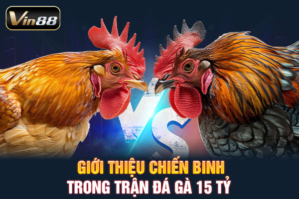 Giới thiệu chiến binh trong trận đá gà 15 tỷ