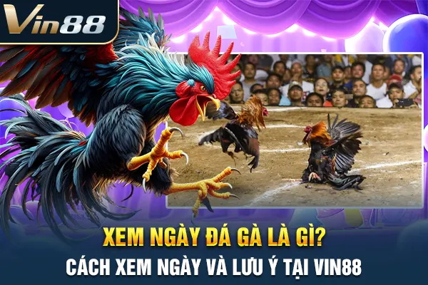 Xem Ngày Đá Gà Là Gì? Cách Xem Ngày Và Lưu Ý Tại VIN88